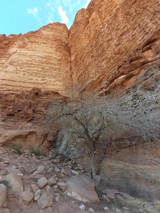 Wadi Rum Moon Light Camp Екстериор снимка